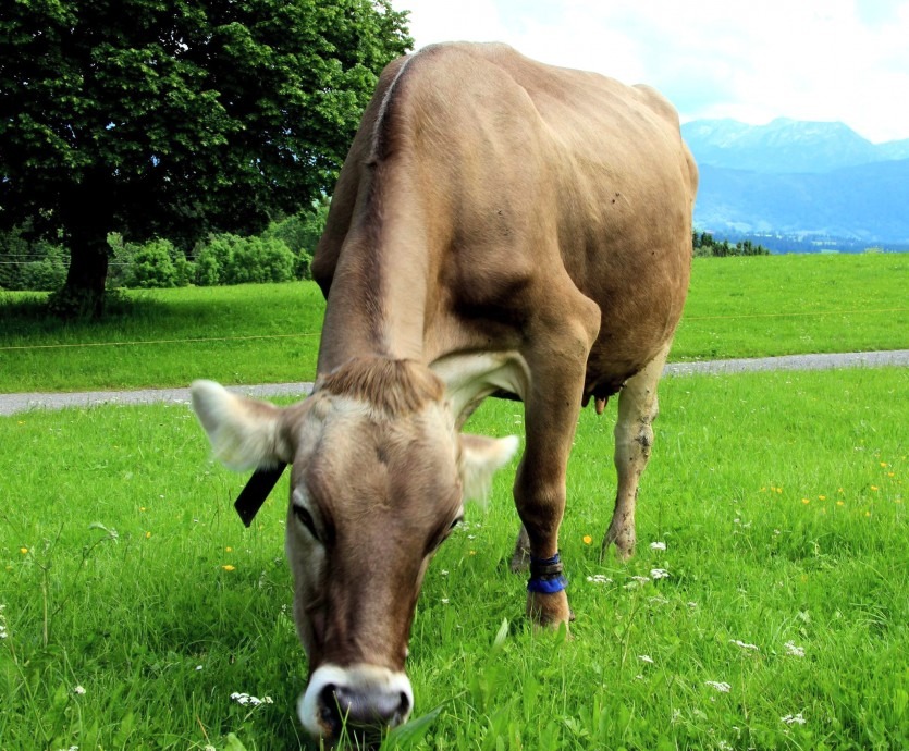 Die Kuh-Challenge der Andechser Bio-Molkerei